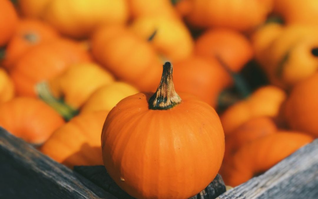 Herbstzeit ist Erntezeit. Supervision im Team als Ernteplatz. Loben Sie mal wieder!